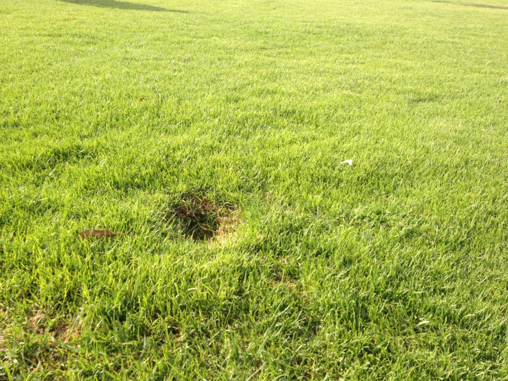 Over-grown grass